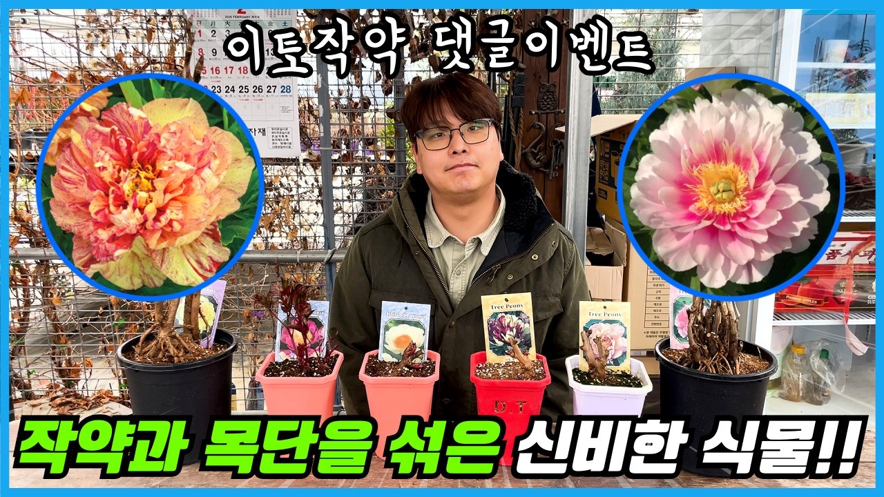 신비한 하이브리드 작약 5000원 할인판매 및 댓글 이벤트까지!! 중국산 목단이 최고라고??