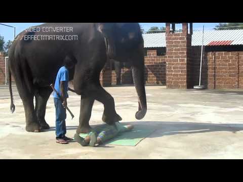 וִידֵאוֹ: מה ההבדל בין הפיל ההודי לאפריקאי