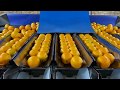 Fox Solutions FSWB3 Newtec 4009XB2 Citrus Fox Solutions FSWB3 Newtec 4009XB2 Citrus