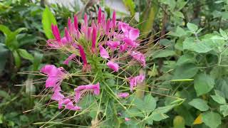 VIDEO BOKEH BEAUTIFUL 1 MENIT