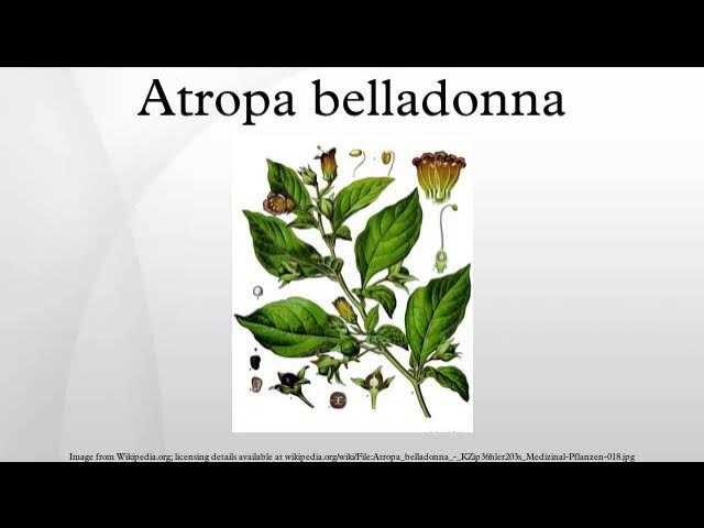 Barcha yapon massaj porno