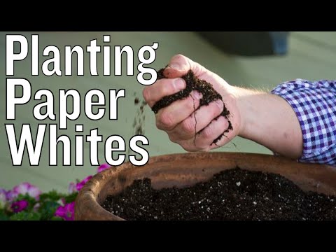 Vídeo: Paperwhite Bulb Reblooming - Com aconseguir que Paperwhites torni a florir