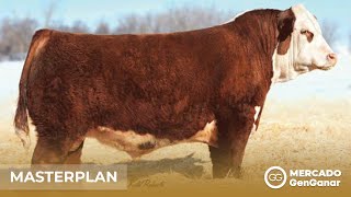 Vídeo: Embrión Hereford 5012 - Masterplan