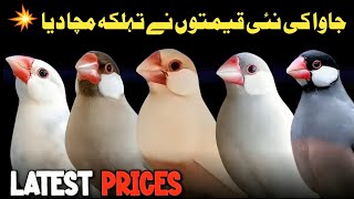 All java Finch Price | java sparrow price update | java finch market price