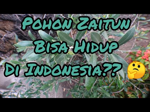 Video: Siapa yang menciptakan pohon zaitun?