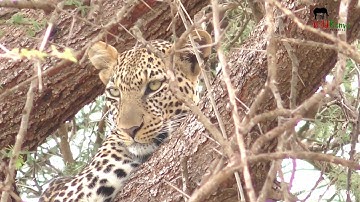 Leopard Called Kivuko, Savannah Monitor, Dik Dik | On Safari In Tsavo East #8