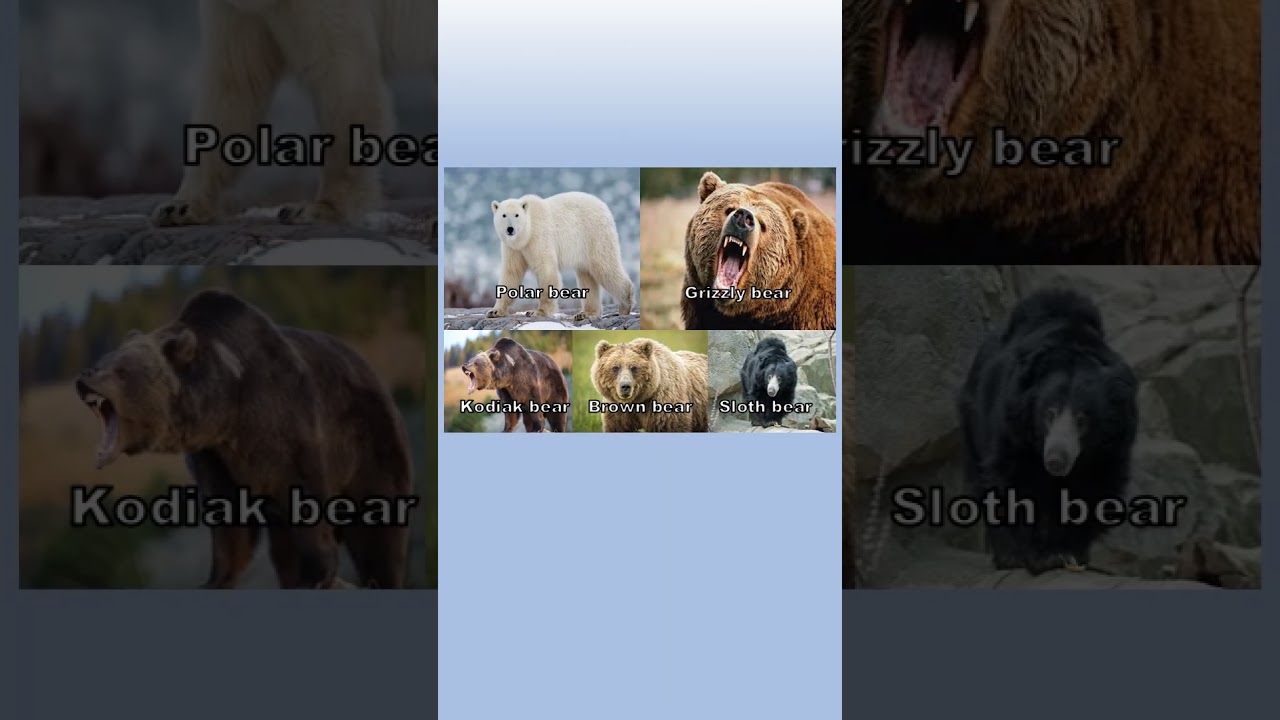 Big cats vs Bears #animals #viral #shorts