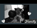 AnimalNEWS 101: Navigating the end of life in our beloved pets