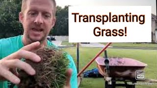 Save Your Lawn | 3 Ways to Transplant Grass Correctly