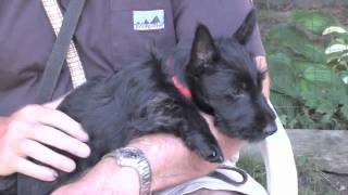 Mattie the Scottish Terrier puppy at 10 weeks