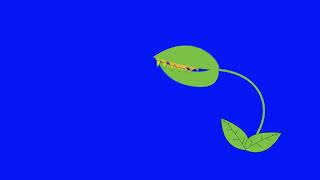 Venus flytrap Cartoon on a Blue Screen