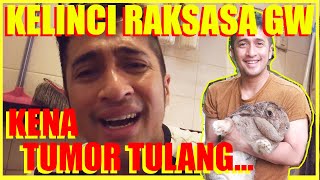 KELINCI RAKSASA GW KENA TUMOR TULANG...