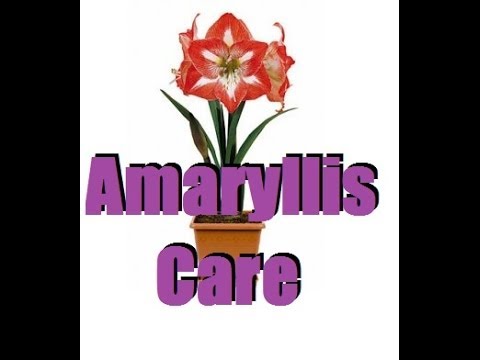 Video: Behöver amaryllis gödningsmedel: Lär dig mer om krav på amaryllis gödningsmedel