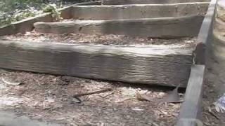This is my UCLA: Saxon Steps