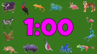 Celebrity 1 minute countdown animals Wealth