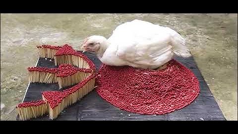 Bakar ayam di atas 30.000 korek api,dan apa yang terjadi????