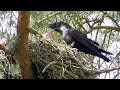 Kolkrabe fttert nachwuchs  common raven feeding chicks