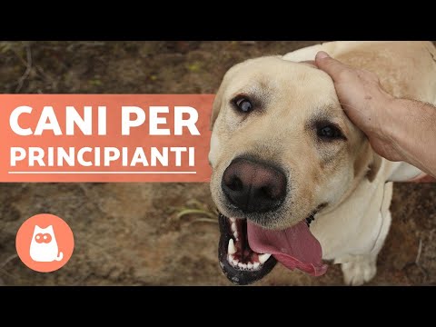 Video: Cinque razze di cani magri che vorresti portare a casa