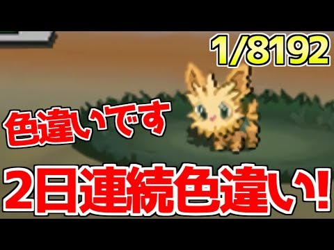 色違い縛り 2日連続で8192分の1を引く男 色違いヨーテリー ポケモンbw2 Youtube