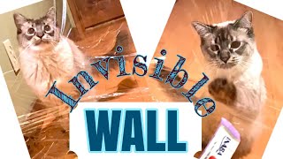 Cat vs Invisible Wall Compilation Part I   [Balinese cat : hypoallergenic cat breed]