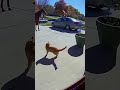 🐴 Horse Kicks Hawk to Save Cat From Attack — Unbelievable Doorbell Footage! #shortsfeed