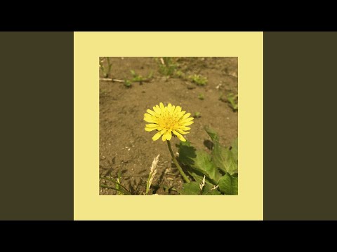OOHYO - Dandelion (single ver.)