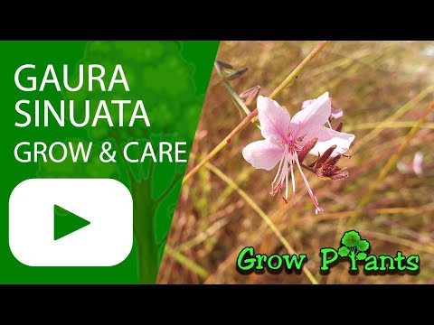 Gaura sinuata - grow and care (Wavyleaf beeblossom)