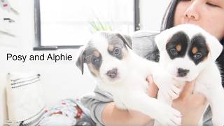 Welcome Posy And Alphie