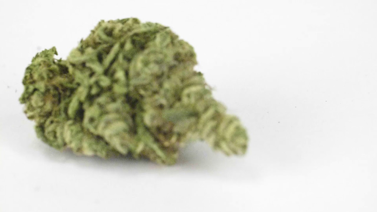 Dutch Treat Video Review