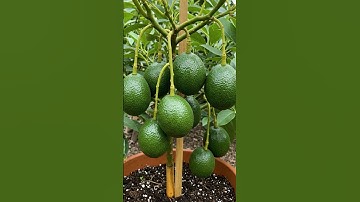 🌿How to Grow🥑Avocado Trees from Cuttings Step-by-Step Guide! #avocado