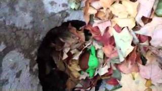 Temperate Deciduous Forest