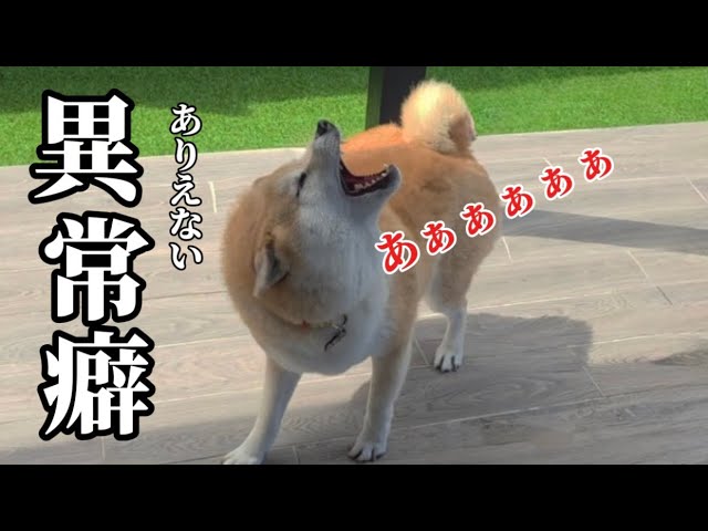 バラエティ「パク・シフ＆ヒチョルの旅するわんこ」2021年5月7日DVD