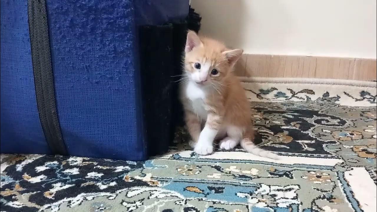 Sweet Moments with Cats and Kittens YouTube