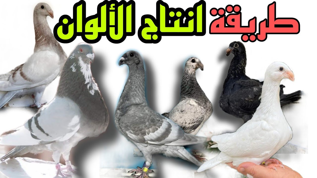 التزاوج الصحيح لإنتاج الوان جميلة في الحمام الخينيسي وشرح بعض الاخطاء التي تؤثر على المواصفات