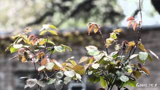 Marillion - The Sky Above The Rain HD