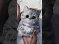 Satisfying cat Making videos ASMR #cat #catshorts #shorts