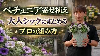 油絵　専用　ペチュニアが咲く寄せ植え　大キャンバス Petunia Container Gardening] Achieve a sophisticated and chic look