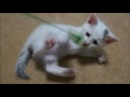 ねこの気持ち～癒されたい方必見です。