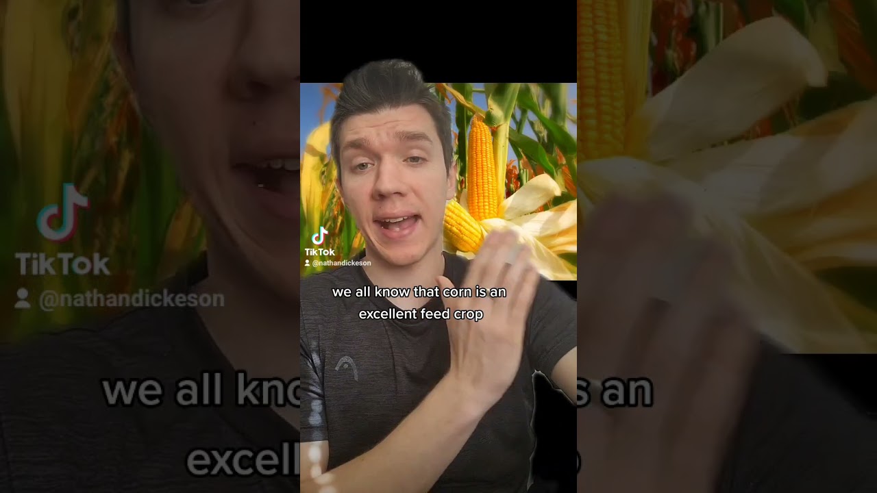 top grains to grow to feed your chickens 