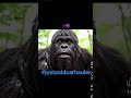 #sasquatch #bigfoot #funny #bigfootvlogs #comedy