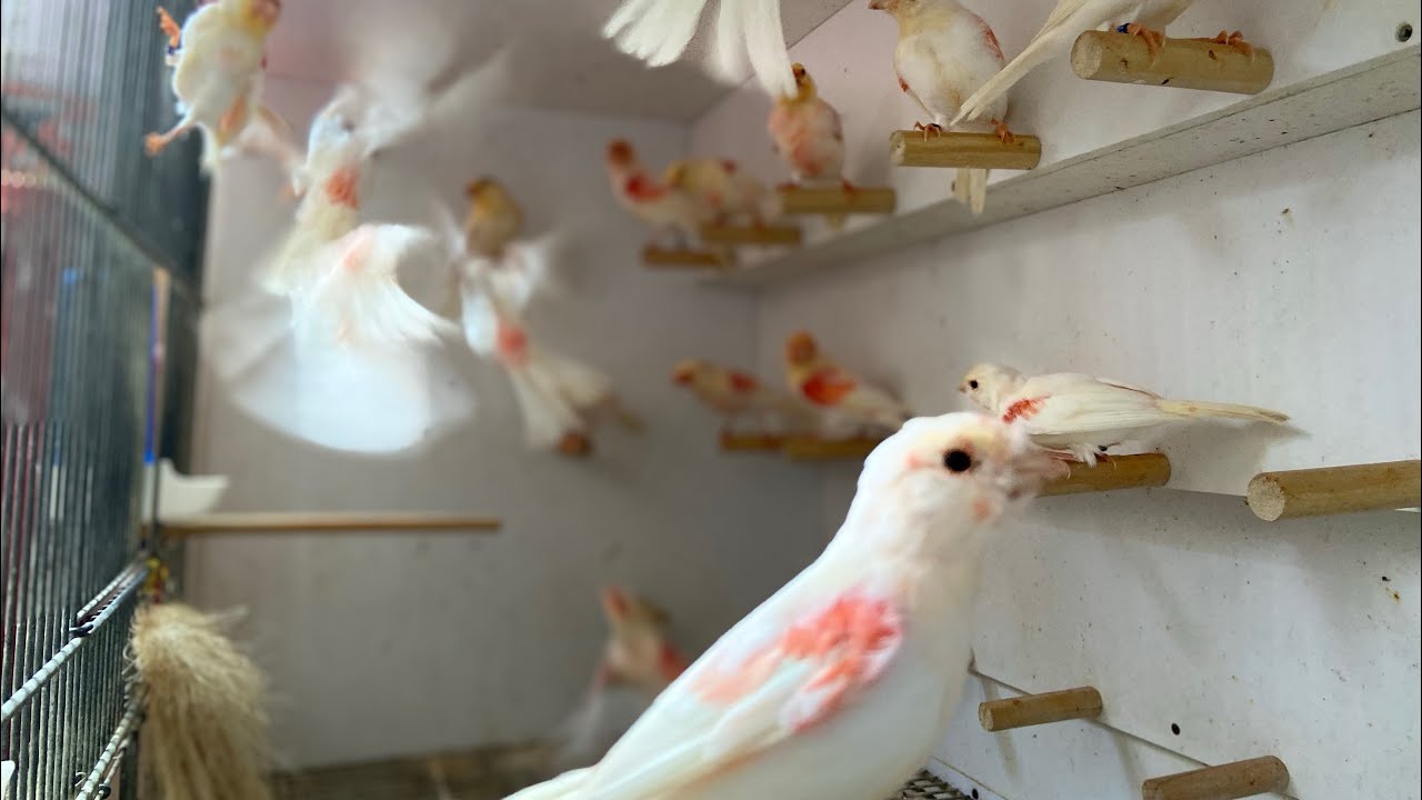 Paixão Pelos canários 56