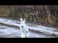 Охота на зайца с Вьюгой Соколова А . и Баяном Шатрова В.