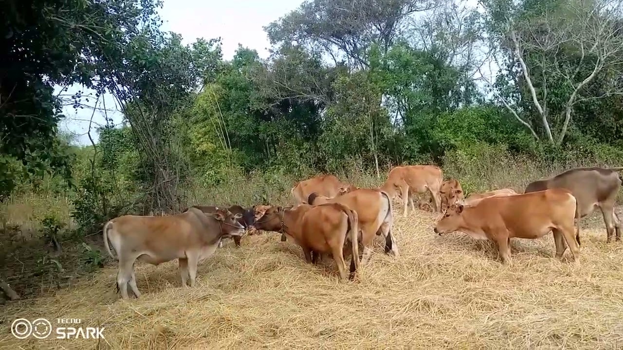 ชมบันยากาดยามเช้านำบา่วเวด