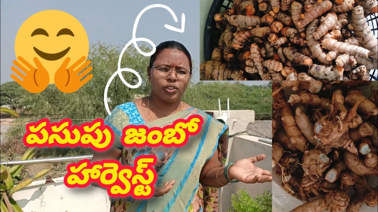 🌾 పసుపు హార్వెస్ట్ 2026 | బంపర్ దిగుబడి రహస్యం!