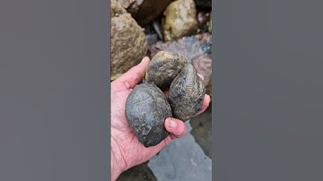 Collecting Ammonite Nodules on the beach! 🏖 #fossilhunting #fossils #shorts #coast #rock #sea #beach