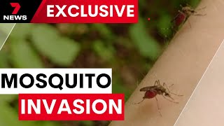 Download Lagu Southwest Sydney is facing a mosquito crisis  | 7NEWS