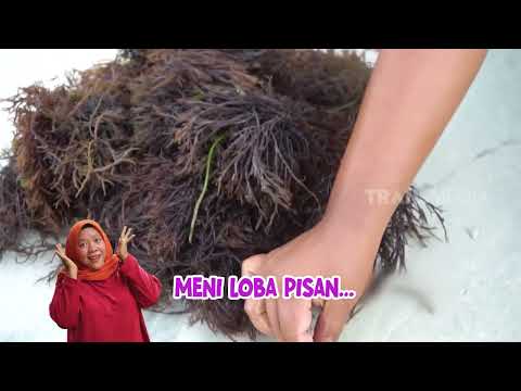Agar Terbuat Dari Rumput Laut