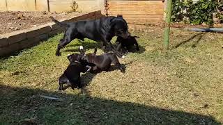 Staffie Pups Playing With Dad
