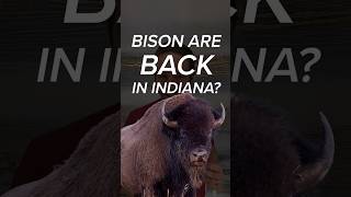 guess What iuathletics  indiana university  indianauniversity iu football colts