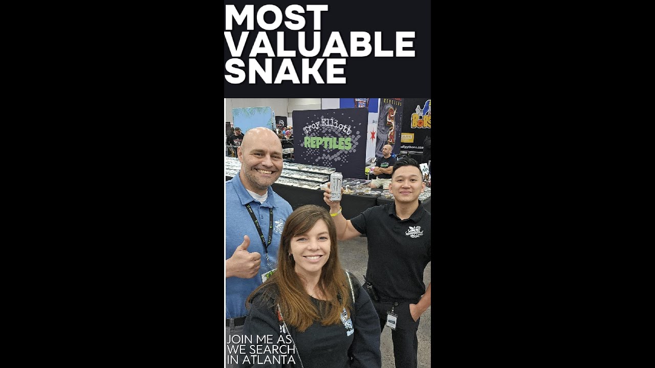 Hunting for the Most Expensive Ball Python - YouTube